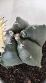 MATRIZ ASTROPHYTUM cv KIKKO Nº 650 – vaso 15 - Imagem 9