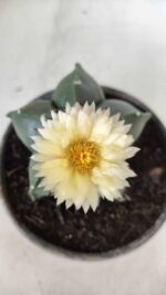 MATRIZ ASTROPHYTUM cv KIKKO Nº 650 – vaso 15 - Imagem 8