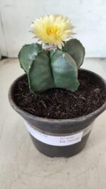 MATRIZ ASTROPHYTUM cv KIKKO Nº 650 – vaso 15 - Imagem 6