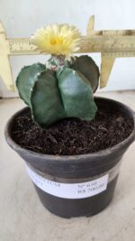 MATRIZ ASTROPHYTUM cv KIKKO Nº 650 – vaso 15 - Imagem 4