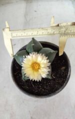 MATRIZ ASTROPHYTUM cv KIKKO Nº 650 – vaso 15 - Imagem 3