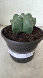 MATRIZ ASTROPHYTUM cv KIKKO Nº 672 – vaso 15 - Imagem 2
