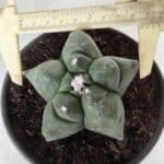 MATRIZ ASTROPHYTUM cv KIKKO Nº 672 – vaso 15