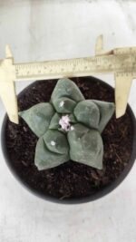 MATRIZ ASTROPHYTUM cv KIKKO Nº 672 – vaso 15