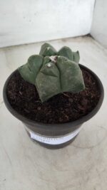 MATRIZ ASTROPHYTUM cv KIKKO Nº 672 – vaso 15 - Imagem 11