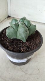 MATRIZ ASTROPHYTUM cv KIKKO Nº 672 – vaso 15 - Imagem 10