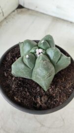 MATRIZ ASTROPHYTUM cv KIKKO Nº 672 – vaso 15 - Imagem 9