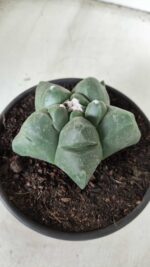 MATRIZ ASTROPHYTUM cv KIKKO Nº 672 – vaso 15 - Imagem 8