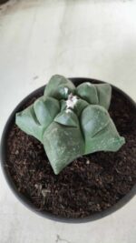 MATRIZ ASTROPHYTUM cv KIKKO Nº 672 – vaso 15 - Imagem 7