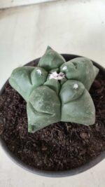 MATRIZ ASTROPHYTUM cv KIKKO Nº 672 – vaso 15 - Imagem 6