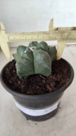 MATRIZ ASTROPHYTUM cv KIKKO Nº 672 – vaso 15 - Imagem 4