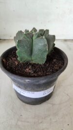 MATRIZ ASTROPHYTUM cv KIKKO Nº 673 – vaso 15 - Imagem 2