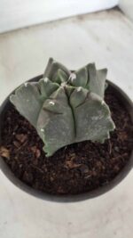 MATRIZ ASTROPHYTUM cv KIKKO Nº 673 – vaso 15 - Imagem 6
