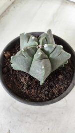 MATRIZ ASTROPHYTUM cv KIKKO Nº 673 – vaso 15 - Imagem 7