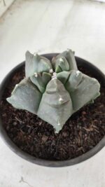MATRIZ ASTROPHYTUM cv KIKKO Nº 673 – vaso 15 - Imagem 8