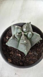 MATRIZ ASTROPHYTUM cv KIKKO Nº 673 – vaso 15 - Imagem 10