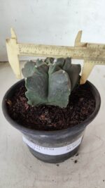 MATRIZ ASTROPHYTUM cv KIKKO Nº 673 – vaso 15 - Imagem 4