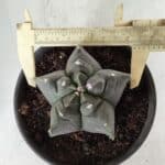 MATRIZ ASTROPHYTUM cv KIKKO Nº 673 – vaso 15