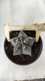 MATRIZ ASTROPHYTUM cv KIKKO Nº 673 – vaso 15