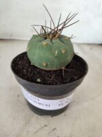 MATUCANA MADISONIORUM Nº 76 – vaso 11