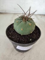 MATUCANA MADISONIORUM Nº 76 – vaso 11 - Imagem 6