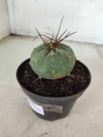 MATUCANA MADISONIORUM Nº 76 – vaso 11 - Imagem 10