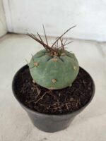 MATUCANA MADISONIORUM Nº 76 – vaso 11 - Imagem 9