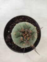 MATUCANA MADISONIORUM Nº 76 – vaso 11 - Imagem 3