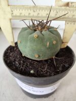 MATUCANA MADISONIORUM Nº 76 – vaso 11 - Imagem 8