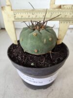 MATUCANA MADISONIORUM Nº 76 – vaso 11 - Imagem 4