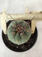 MATUCANA MADISONIORUM Nº 76 – vaso 11 - Imagem 7