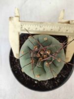 MATUCANA MADISONIORUM Nº 76 – vaso 11 - Imagem 5