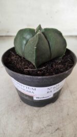 ASTROPHYTUM MYRIOSTIGMA Nudum "4 Quinas"  Nº 623 – vaso 11 - Imagem 2