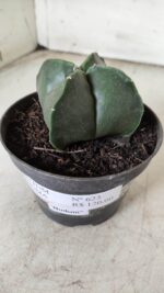 ASTROPHYTUM MYRIOSTIGMA Nudum "4 Quinas"  Nº 623 – vaso 11 - Imagem 9