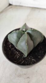 ASTROPHYTUM MYRIOSTIGMA Nudum "4 Quinas"  Nº 623 – vaso 11 - Imagem 8