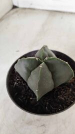 ASTROPHYTUM MYRIOSTIGMA Nudum "4 Quinas"  Nº 623 – vaso 11 - Imagem 7