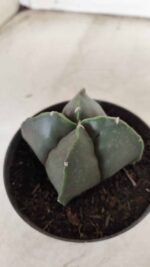 ASTROPHYTUM MYRIOSTIGMA Nudum "4 Quinas"  Nº 623 – vaso 11 - Imagem 6