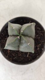 ASTROPHYTUM MYRIOSTIGMA Nudum "4 Quinas"  Nº 623 – vaso 11 - Imagem 5