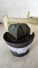ASTROPHYTUM MYRIOSTIGMA Nudum "4 Quinas"  Nº 623 – vaso 11 - Imagem 4