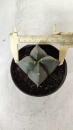 ASTROPHYTUM MYRIOSTIGMA Nudum "4 Quinas"  Nº 623 – vaso 11