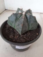 ASTROPHYTUM MYRIOSTIGMA  Nº 605 – vaso 15 - Imagem 9