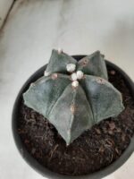 ASTROPHYTUM MYRIOSTIGMA  Nº 605 – vaso 15 - Imagem 8