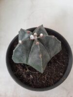 ASTROPHYTUM MYRIOSTIGMA  Nº 605 – vaso 15 - Imagem 7