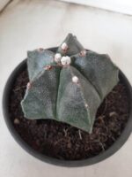ASTROPHYTUM MYRIOSTIGMA  Nº 605 – vaso 15 - Imagem 6