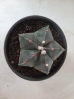 ASTROPHYTUM MYRIOSTIGMA  Nº 605 – vaso 15 - Imagem 3