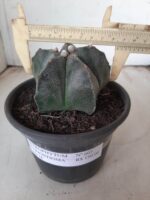 ASTROPHYTUM MYRIOSTIGMA  Nº 605 – vaso 15 - Imagem 4