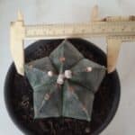 ASTROPHYTUM MYRIOSTIGMA  Nº 605 – vaso 15