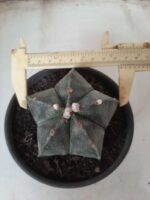 ASTROPHYTUM MYRIOSTIGMA  Nº 605 – vaso 15