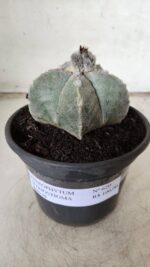 ASTROPHYTUM MYRIOSTIGMA Nº 620 – vaso 15 - Imagem 2