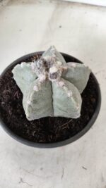 ASTROPHYTUM MYRIOSTIGMA Nº 620 – vaso 15 - Imagem 7